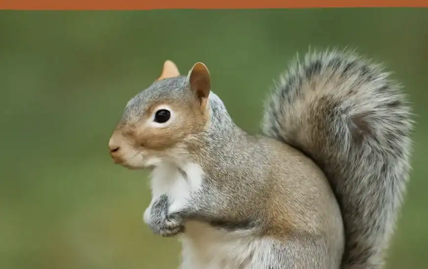Are Squirrels Nocturnal? Understanding Their Sleeping Patterns