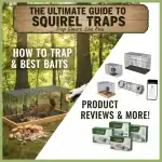 The Ultimate Guide to Squirrels Traps and best products to trap