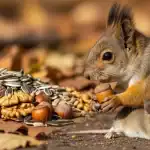 Why do squirrels eat mice