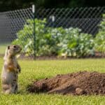 A ground squirrel standing near an open burrow in a backyard with wire mesh garden protection in the background