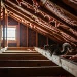 How to get rid of squirrles in attic
